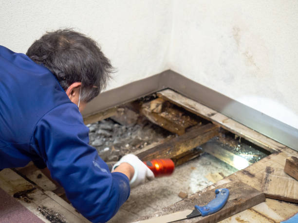 Best Industrial Mold Remediation in Coon Rapids, IA