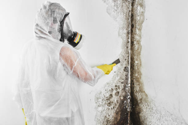Best Black Mold Remediation in Coon Rapids, IA