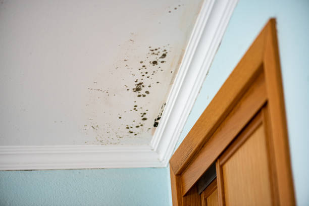 Best Commercial Mold Remediation in Coon Rapids, IA