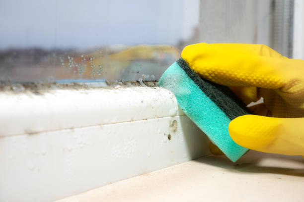 Professional Mold Remediation in Coon Rapids, IA