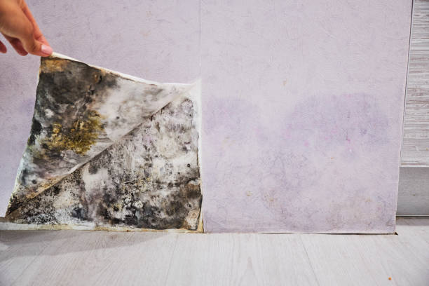 Best Industrial Mold Remediation in Coon Rapids, IA